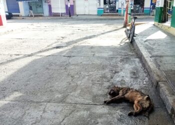 “Y hay un perro ahí tirado en la calle…”