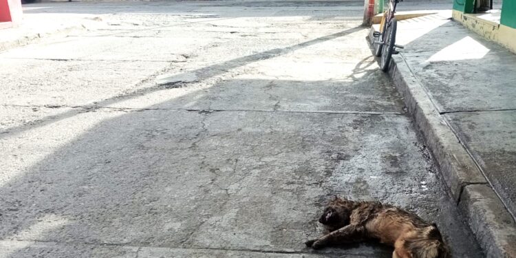 “Y hay un perro ahí tirado en la calle…”