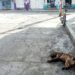 “Y hay un perro ahí tirado en la calle…”
