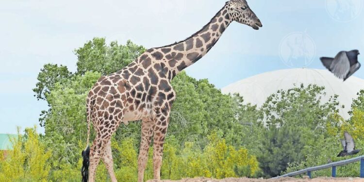 Inicia su viaje de dos mil kilómetros hacia el parque Africam Safari, la jirafa Benito