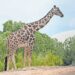 Inicia su viaje de dos mil kilómetros hacia el parque Africam Safari, la jirafa Benito