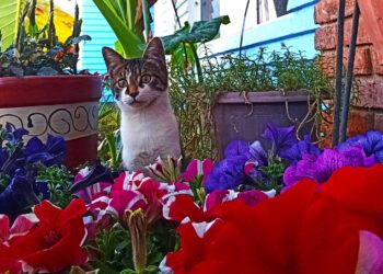 ¡El gato que está!